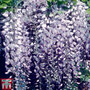 Wisteria floribunda 'Burford'