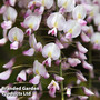 Wisteria floribunda 'Lipstick'