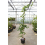 Wisteria sinensis 'Blue Sapphire'