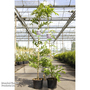 Wisteria floribunda 'Violacea Plena'