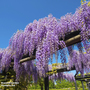 Wisteria sinensis