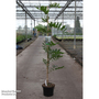 Wisteria brachybotrys 'White Silk'
