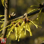 Hamamelis x intermedia 'Arnold Promise'