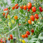 Tomato 'Ship Saint' (National Trust)