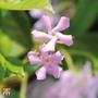 Trachelospermum asiaticum 'Pink Showers'