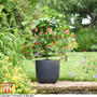 Abutilon megapotamicum 'Big Bell' (Standard)