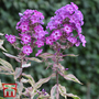 Phlox paniculata 'Olympus'