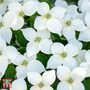 Cornus 'Milky Way'