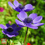 Anemone coronaria 'Mr Fokker' (De Caen Group)