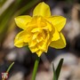 Narcissus 'Cornish Pencrebar'