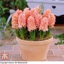 Hyacinth 'Gipsy Queen'