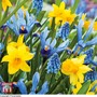 Spring Symphony Bulb Mix