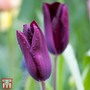 Tulip 'Havran'