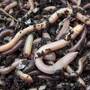 Earthworms