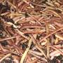 Brandling Compost Worms