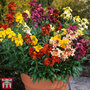 Wallflower Sunset Collection