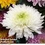 Chrysanthemum 'Allouise White'
