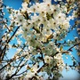 Wild Cherry tree (Prunus avium) grown by Cotswold Trees