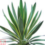 Yucca gloriosa 'Variegata'