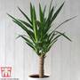 Yucca elephantipes