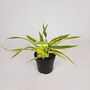 Yucca gloriosa 'Bright Star'
