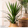 Yucca elephantipes (No Stem)