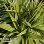 Yucca elephantipes 'Jewel'