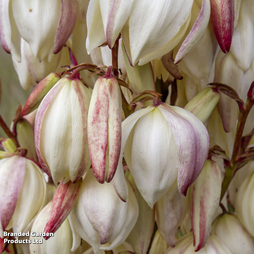 Yucca gloriosa 'Variegata'