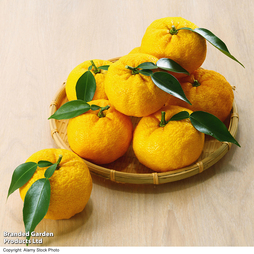 Yuzu (Citrus Fruit) - Gift