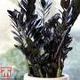 Zamioculcas zamiifolia 'Raven'