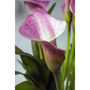 Zantedeschia aethiopica 'Pink' (Marginal Aquatic)