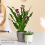 Calla Lily in grey ceramic pot