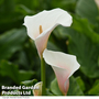 Arum Lily 'Pink Splash' - Seeds