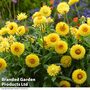 Xerochrysum 'Granvia® Gold'