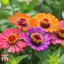 Zinnia 'Forecast' - Seeds