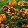 Zinnia haageana 'Aztec Sunset Improved' - Seeds