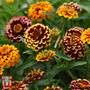 Zinnia haageana 'Aztec Sunset Improved' - Seeds