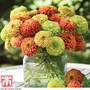 Zinnia elegans 'Queeny Mixed' - Seeds