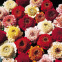 Zinnia 'Scabious Flowered' - Seeds