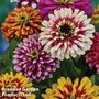 Zinnia elegans 'Whirlygig Mixed' - Easy Grow Seed Range