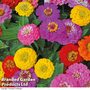 Zinnia elegans 'Giant Double Mixed' - Seeds