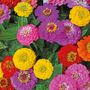 Zinnia elegans 'Giant Double Mixed' - Seeds