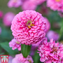 Zinnia 'Miss Wilmott' - Seeds