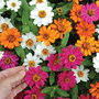 Zinnia 'Profusion Mixed'