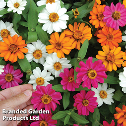 Zinnia 'Profusion Mixed'