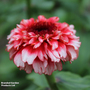 Zinnia 'Zinderella Fizz' - Seeds