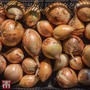 Shallot 'Golden Gourmet' (Spring planting)