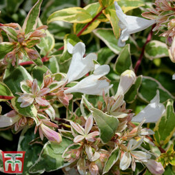 Abelia x grandiflora 'Sparkling Silver'