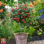 Abutilon megapotamicum 'Red Trumpet' (Patio Standard)