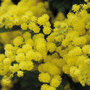 Acacia dealbata